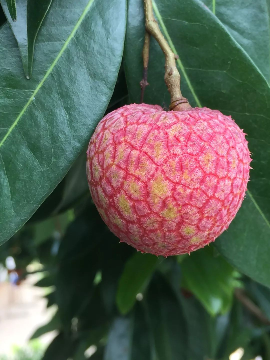 增城荔枝